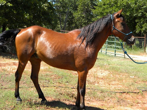 Stetson